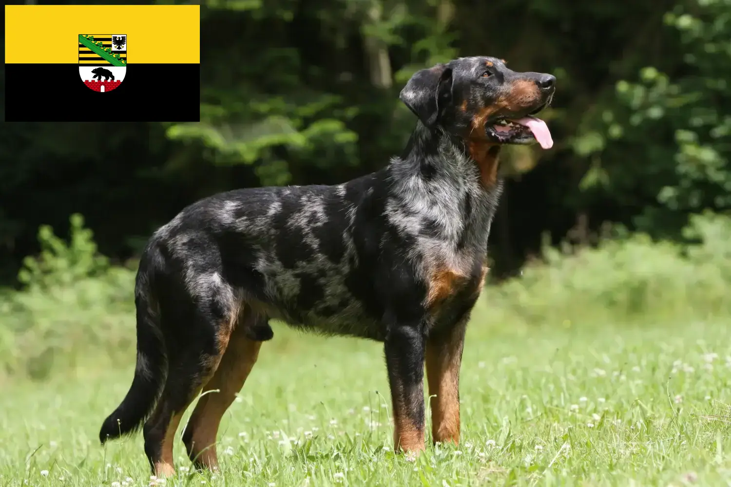 Scopri di più sull'articolo Allevatori di Beauceron e cuccioli in Sassonia-Anhalt