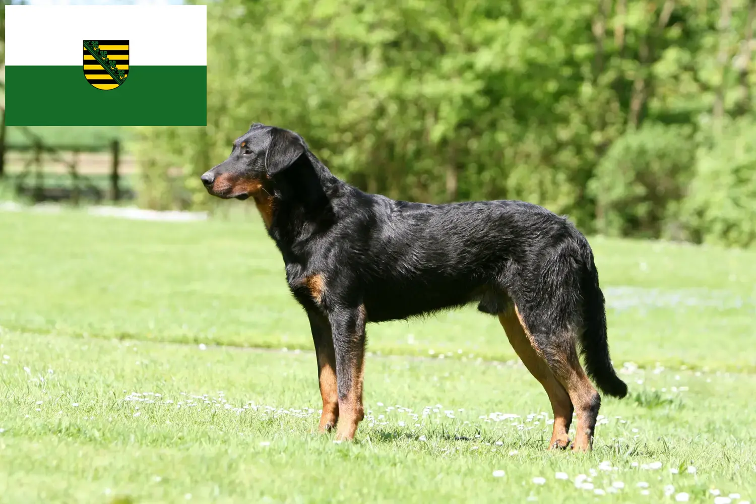 Scopri di più sull'articolo Allevatori di Beauceron e cuccioli in Sassonia