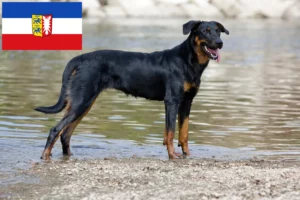 Scopri di più sull'articolo Allevatori di Beauceron e cuccioli in Schleswig-Holstein