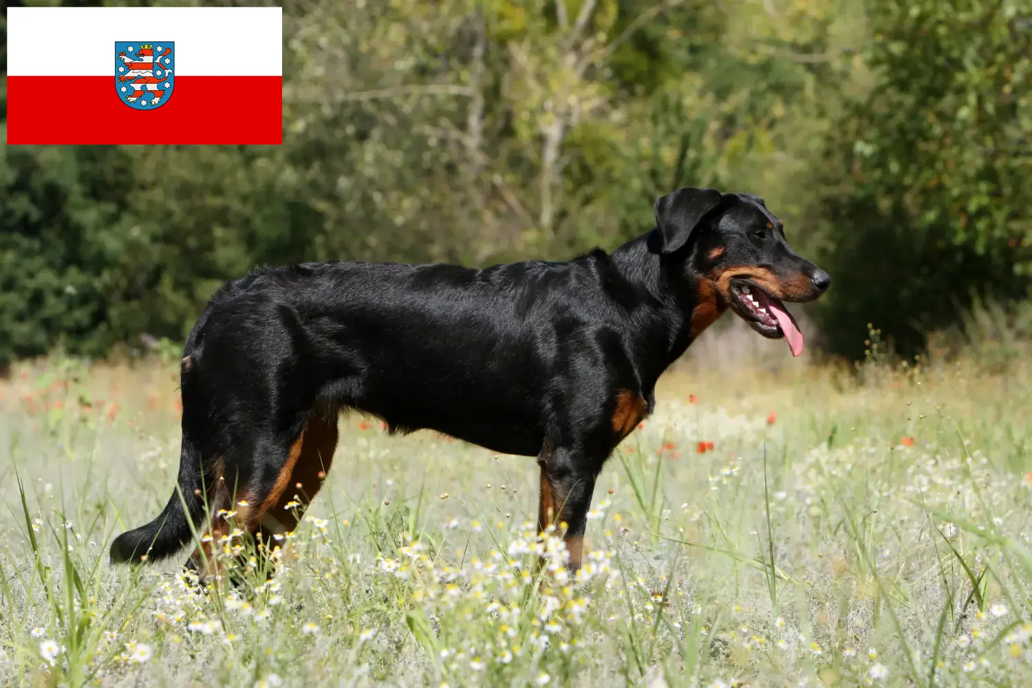 Scopri di più sull'articolo Allevatori di Beauceron e cuccioli in Turingia