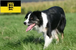 Scopri di più sull'articolo Allevatori e cuccioli di Border Collie in Baden-Württemberg