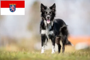 Scopri di più sull'articolo Allevatori di Border Collie e cuccioli a Hessen