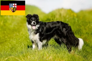 Scopri di più sull'articolo Allevatori di Border Collie e cuccioli in Saarland