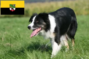 Scopri di più sull'articolo Allevatori di Border Collie e cuccioli in Sassonia-Anhalt