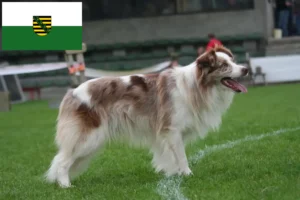 Scopri di più sull'articolo Allevatori di Border Collie e cuccioli in Sassonia