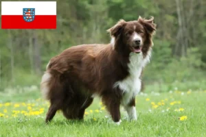 Scopri di più sull'articolo Allevatori di Border Collie e cuccioli in Turingia