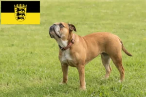 Scopri di più sull'articolo Allevatori di Bulldog Continentali e cuccioli in Baden-Württemberg