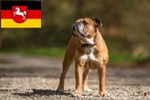 Scopri di più sull'articolo Allevatori di Bulldog Continentali e cuccioli in Bassa Sassonia