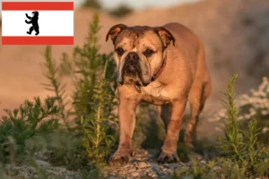 Scopri di più sull'articolo Allevatori di Bulldog Continentali e cuccioli a Berlino