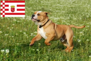 Scopri di più sull'articolo Allevatori di Bulldog Continentali e cuccioli a Brema