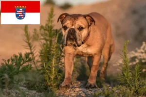 Scopri di più sull'articolo Allevatori di Bulldog Continentali e cuccioli in Hessen