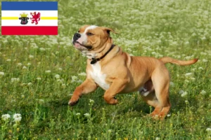 Scopri di più sull'articolo Allevatori di Bulldog Continentali e cuccioli in Mecklenburg-Vorpommern