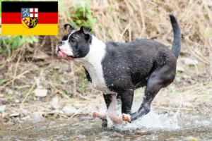 Scopri di più sull'articolo Allevatori di Bulldog Continentali e cuccioli in Saarland