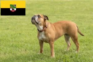 Scopri di più sull'articolo Allevatori e cuccioli di Bulldog Continentale in Sassonia-Anhalt