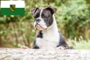 Scopri di più sull'articolo Allevatori e cuccioli di Bulldog Continentale in Sassonia