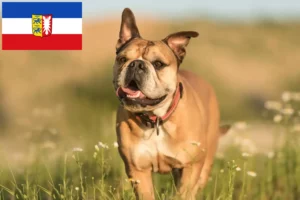 Scopri di più sull'articolo Allevatori di Bulldog Continentali e cuccioli in Schleswig-Holstein