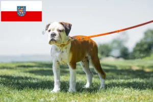 Scopri di più sull'articolo Allevatori di Bulldog Continentali e cuccioli in Turingia