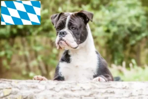 Scopri di più sull'articolo Allevatori di Bulldog Continentali e cuccioli in Baviera