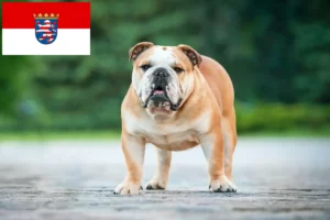 Scopri di più sull'articolo Allevatori di Bulldog Inglese e cuccioli in Hessen