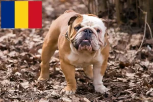 Scopri di più sull'articolo Allevatori di Bulldog Inglese e cuccioli in Romania