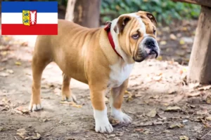 Scopri di più sull'articolo Allevatori di Bulldog Inglese e cuccioli in Schleswig-Holstein