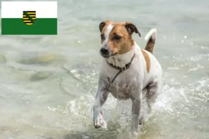 Scopri di più sull'articolo Allevatori di cani da fattoria danese-svedese e cuccioli in Sassonia