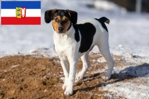 Scopri di più sull'articolo Allevatori di cani da fattoria danese-svedese e cuccioli in Schleswig-Holstein