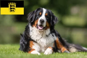 Scopri di più sull'articolo Allevatore di cani da montagna bernesi e cuccioli in Baden-Württemberg