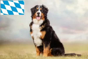 Scopri di più sull'articolo Allevatore di cani da montagna bernesi e cuccioli in Baviera