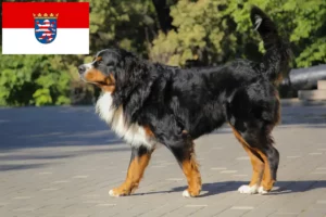 Scopri di più sull'articolo Allevatore di cani da montagna bernesi e cuccioli in Assia