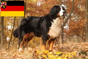Scopri di più sull'articolo Allevatore di cani da montagna bernesi e cuccioli in Renania-Palatinato