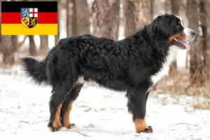Scopri di più sull'articolo Allevatore di cani da montagna bernesi e cuccioli in Saarland
