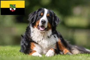 Scopri di più sull'articolo Allevatore di cani da montagna bernesi e cuccioli in Sassonia-Anhalt