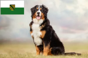 Scopri di più sull'articolo Allevatore di cani da montagna bernesi e cuccioli in Sassonia