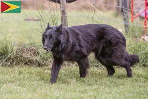 Scopri di più sull'articolo Allevatore di cani da pastore belga e cuccioli in Guyana