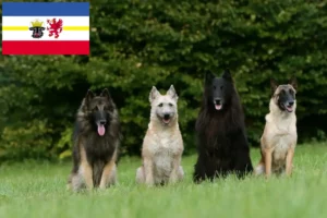 Scopri di più sull'articolo Allevatore di cani da pastore belga e cuccioli in Mecklenburg-Vorpommern