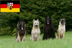 Scopri di più sull'articolo Allevatore di cani da pastore belga e cuccioli in Saarland