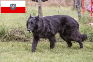 Scopri di più sull'articolo Allevatore di cani da pastore belga e cuccioli in Turingia