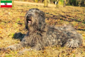 Scopri di più sull'articolo Allevatore di cani da pastore bergamasco e cuccioli in Nord Reno-Westfalia