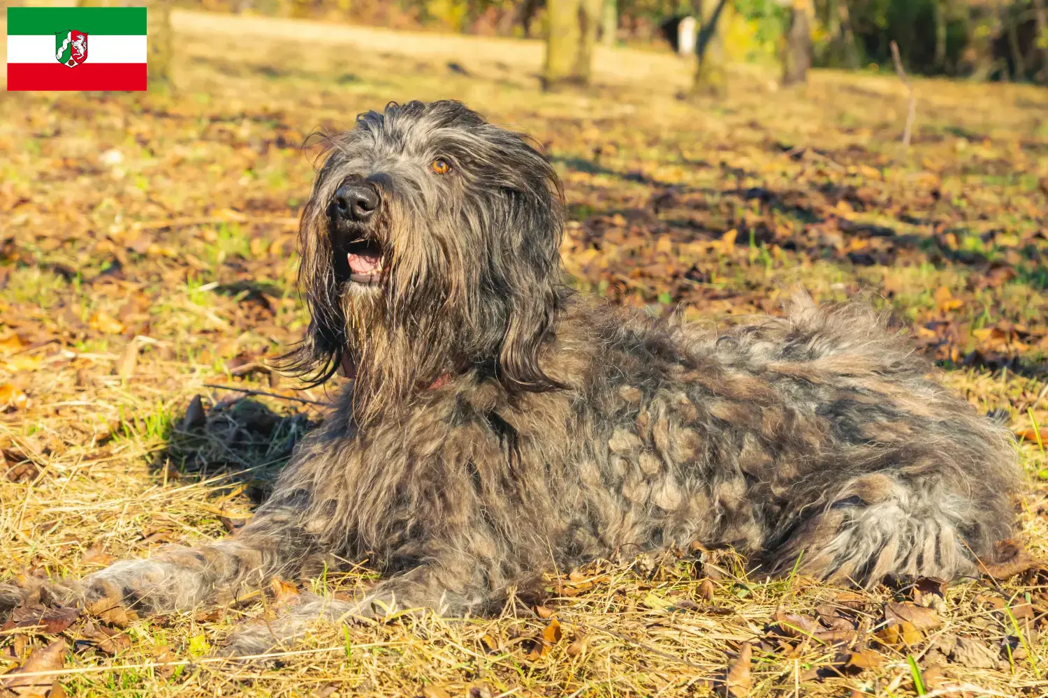 Scopri di più sull'articolo Allevatore di cani da pastore bergamasco e cuccioli in Nord Reno-Westfalia