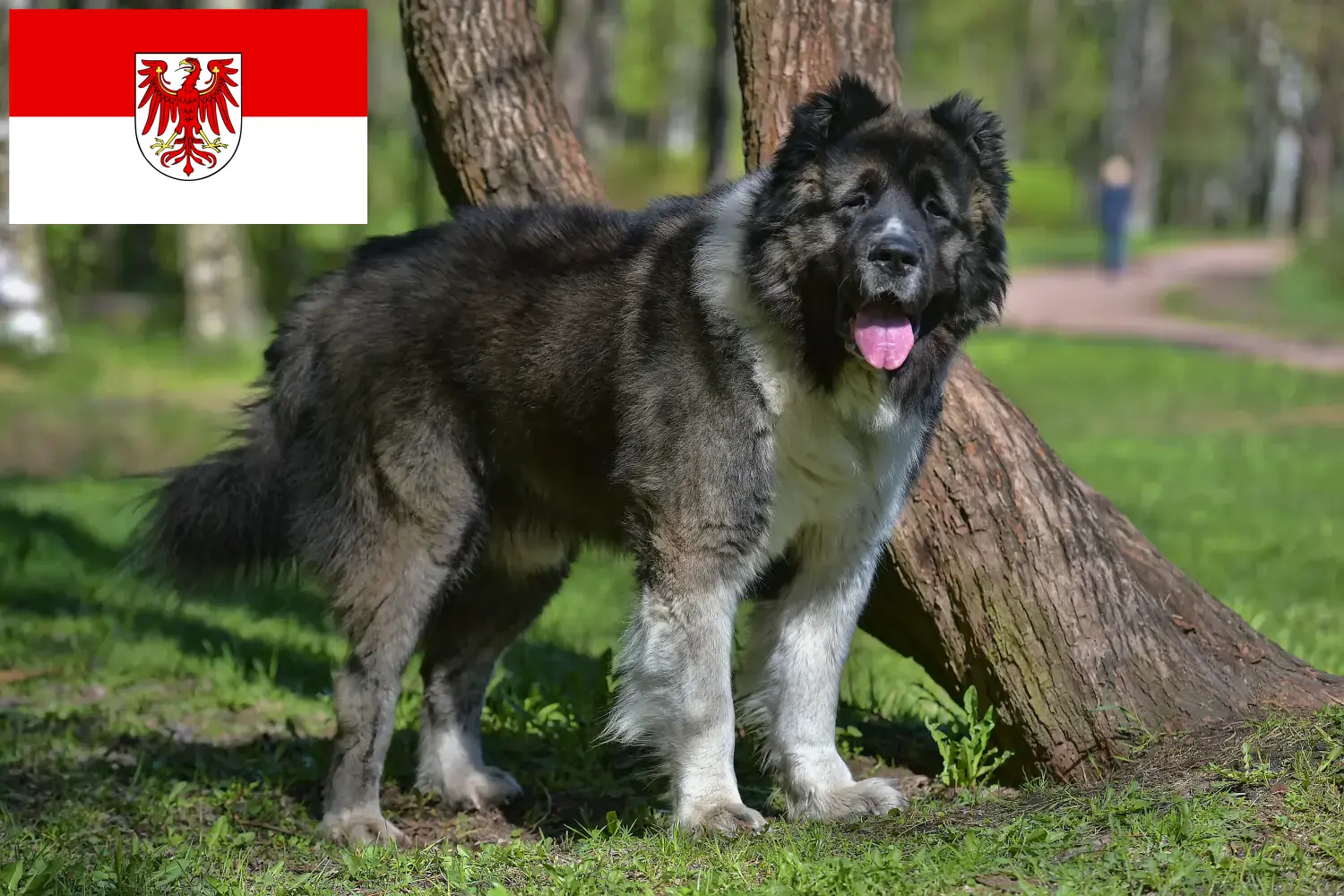 Scopri di più sull'articolo Allevatore di cani da pastore caucasico e cuccioli in Brandeburgo