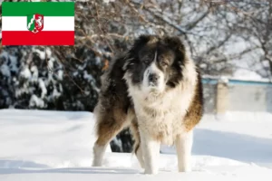 Scopri di più sull'articolo Allevatore di cani da pastore del Caucaso e cuccioli in Nord Reno-Westfalia