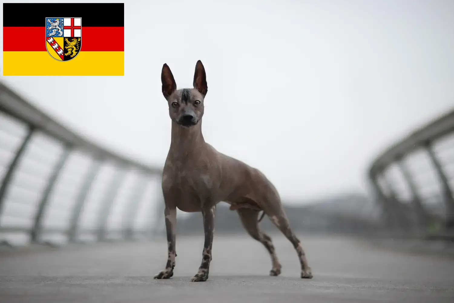 Scopri di più sull'articolo Allevatore di cani Peruvian Hairless e cuccioli in Saarland