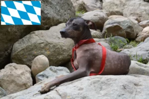 Scopri di più sull'articolo Allevatore di cani peruviani senza pelo e cuccioli in Baviera