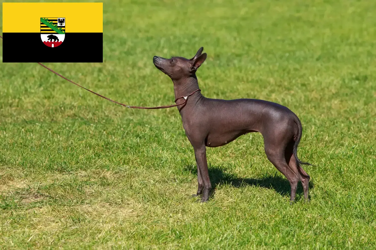 Scopri di più sull'articolo Allevatore di cani Peruvian Hairless e cuccioli in Sassonia-Anhalt