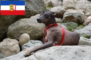 Scopri di più sull'articolo Allevatore di cani Peruvian Hairless e cuccioli in Schleswig-Holstein