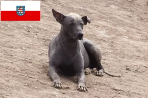 Scopri di più sull'articolo Allevatore di cani Peruvian Hairless e cuccioli in Turingia