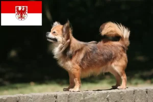 Scopri di più sull'articolo Allevatori di Chihuahua e cuccioli a Brandenburg