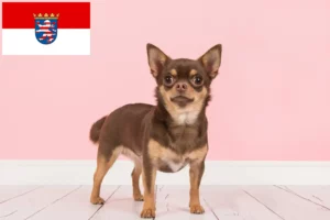 Scopri di più sull'articolo Allevatori di Chihuahua e cuccioli in Hessen