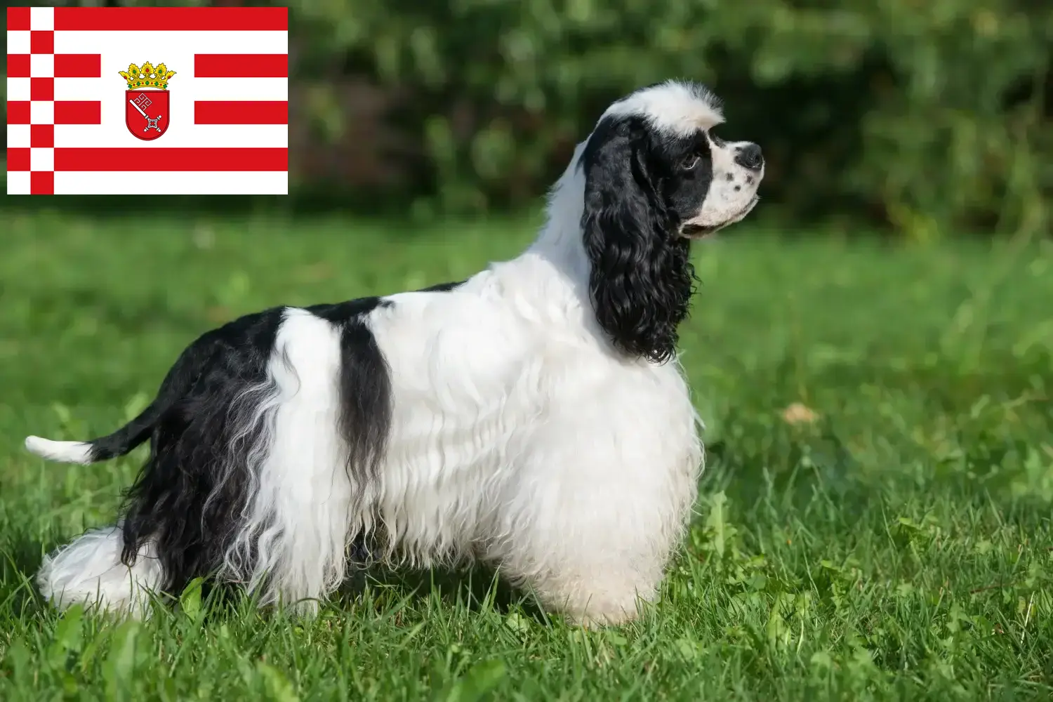 Scopri di più sull'articolo Allevatore di Cocker Spaniel Americani e cuccioli a Brema